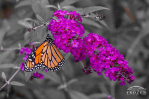 A close up image of Monarch Butterfly (Danaus plexippus) on Black Knight Butterfly Bush (Buddleja davidii)