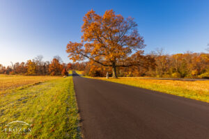 An autumn morning along Seminary Ridge in Gettysburg National Military Park, where the road passes by an old oak tree and a monument to Wilcox's Brigade.