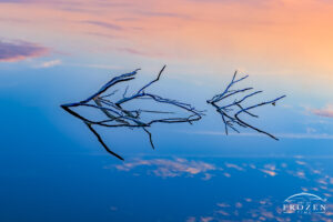 Abstract nature photogrpahy where submerged branches emerge above the calm lake surface during a colorful morning twilight and form interesting reflections.