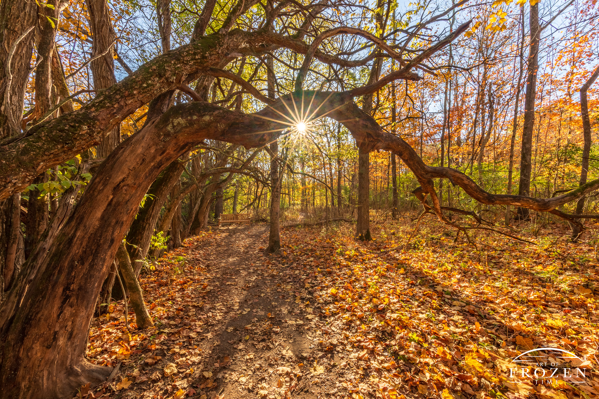 The arched limbs from this ancient row of Osage Orange trees form a delightful tunnel during sunrise which backlights the yellowing autumn leaves