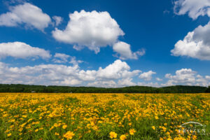 A meadow of bright yellow flowers with a lush green tree line on the distant horizon, all lying under blue skies and puffy cumulus clouds.