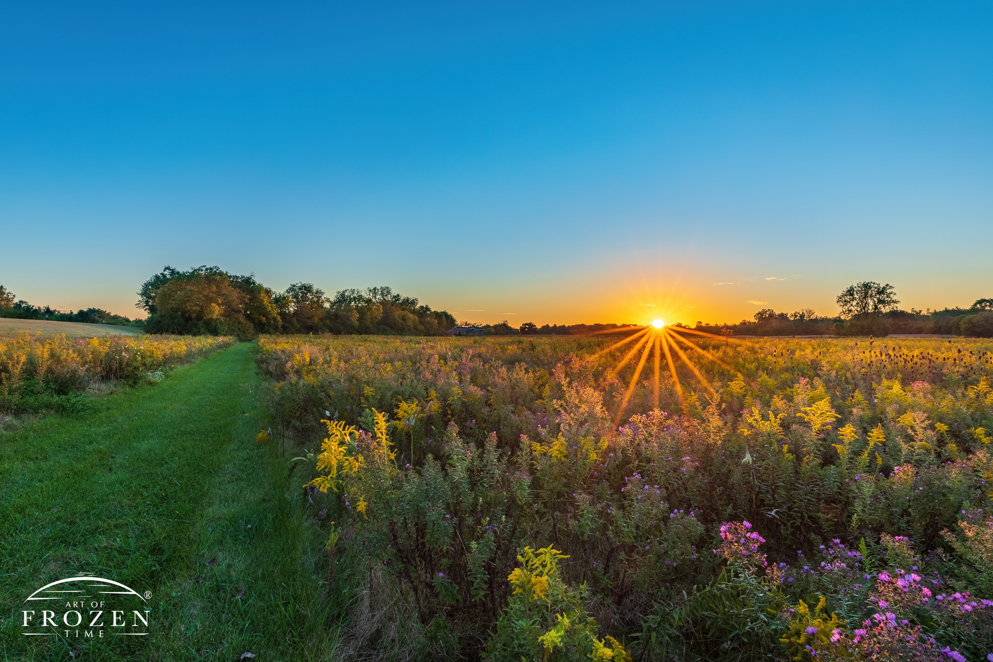A former Revolutionary War battle site now serves as a tall-grass prairie where Ohio Goldenrods catch the last rays from the setting sun