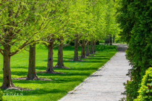 A view along the row of cypress trees at Wegerzyn Gardens MetroPark