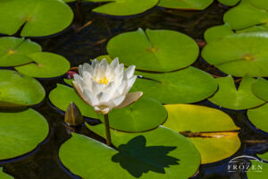 American White Water Lily at Lincoln Park Civic Commons in Kettering, Ohio, with white petals, yellow stamens, and surrounding green lily pads.