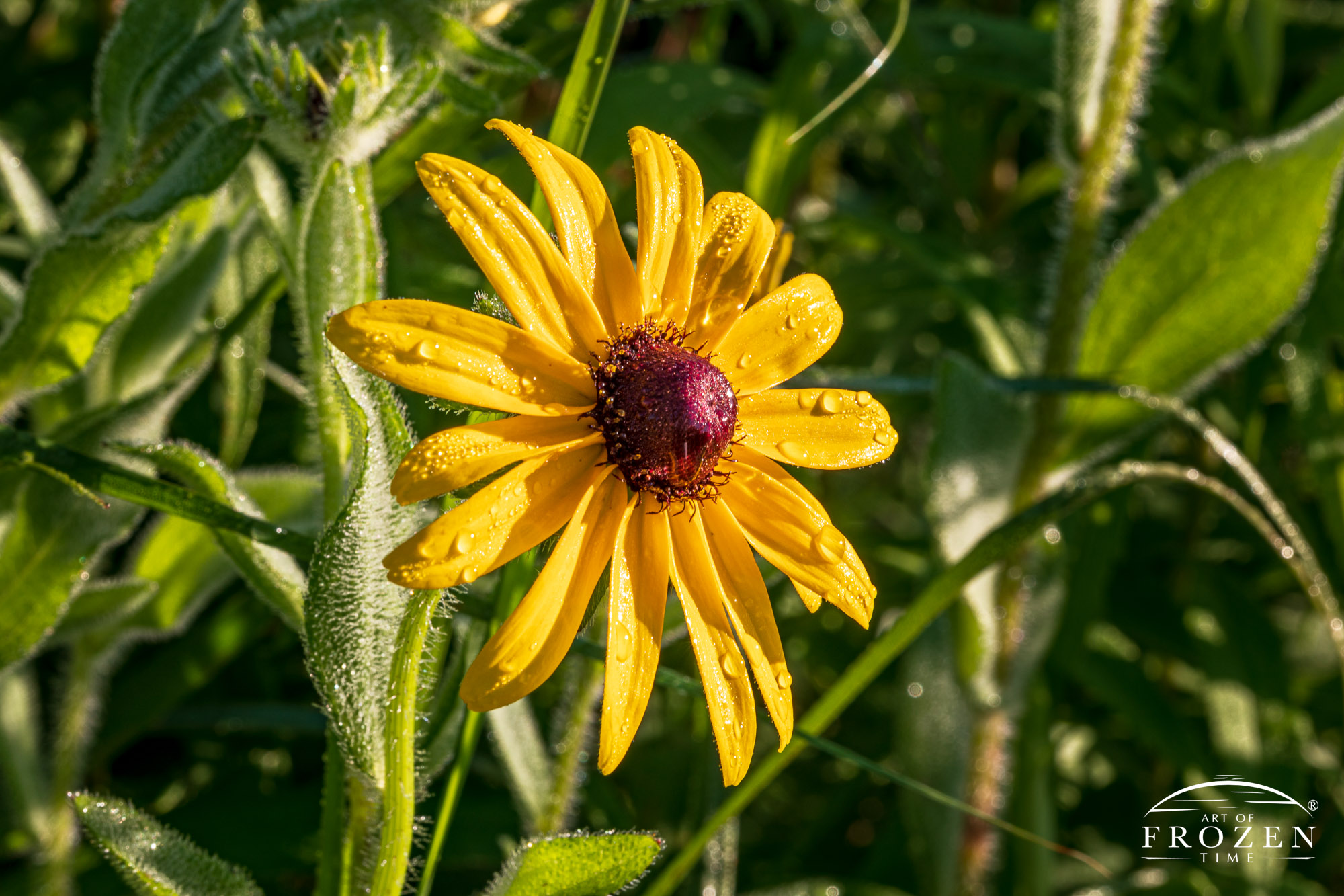 A close up of a Black-eyed Susan drenched in morning dew as the bright sun illuminates it petals