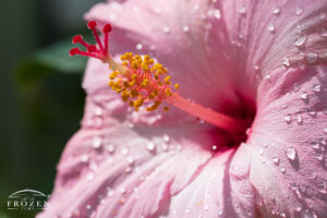 A close view of a pink hibiscus at Cox Arboretum facing the evening sun following a watering by a gardener