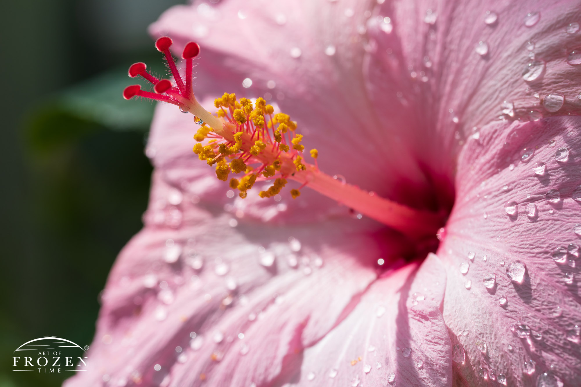 A close view of a pink hibiscus at Cox Arboretum facing the evening sun following a watering by a gardener