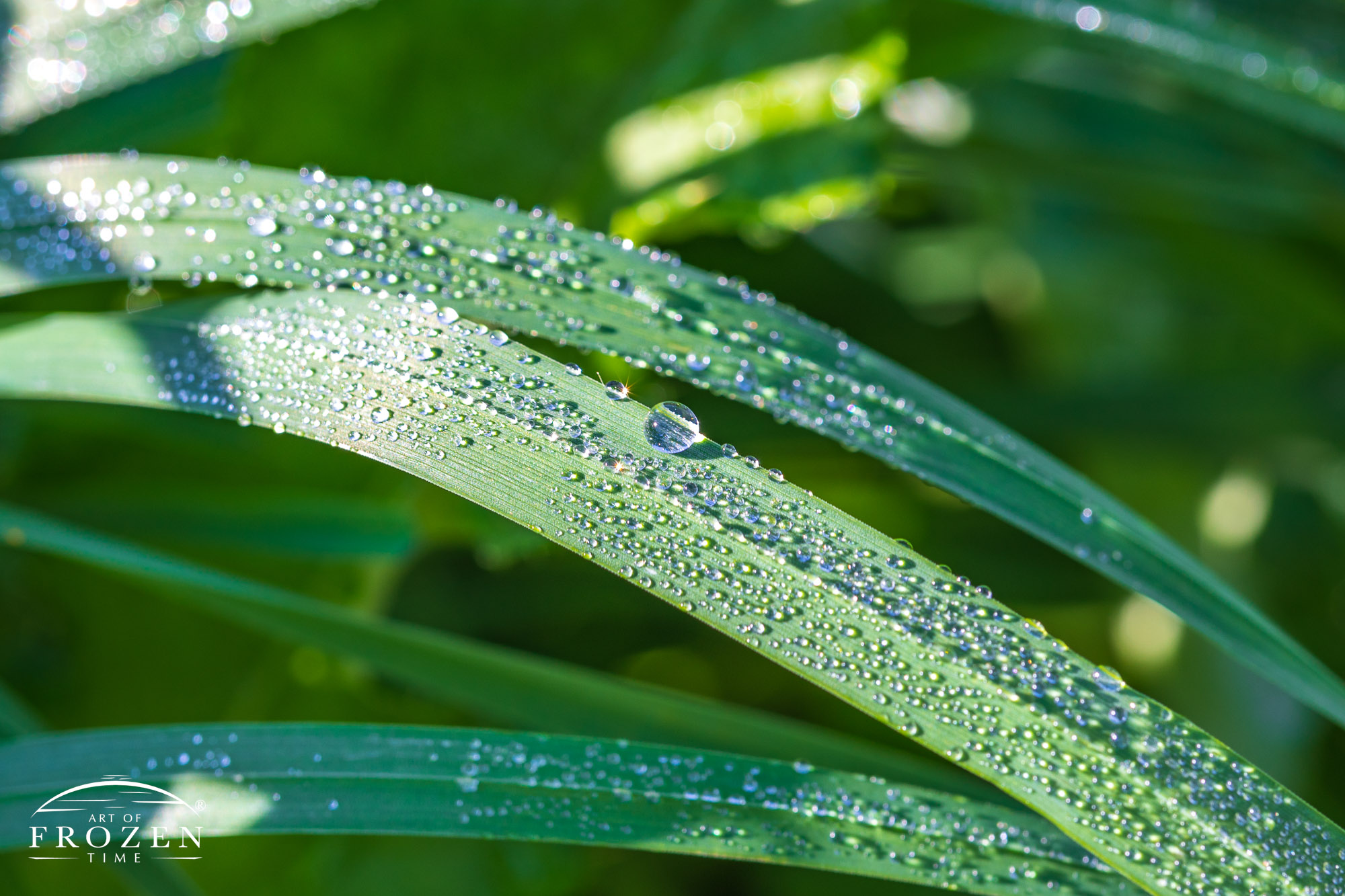 A macro view of dew drops resting on wide blades of grass, where individual drops refracted the morning golden rays into individual sun bursts of light.