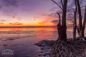 A colorful shoreline sunset where eroded trees roots offer foreground interest as the frozen lake reflects the amazing sky