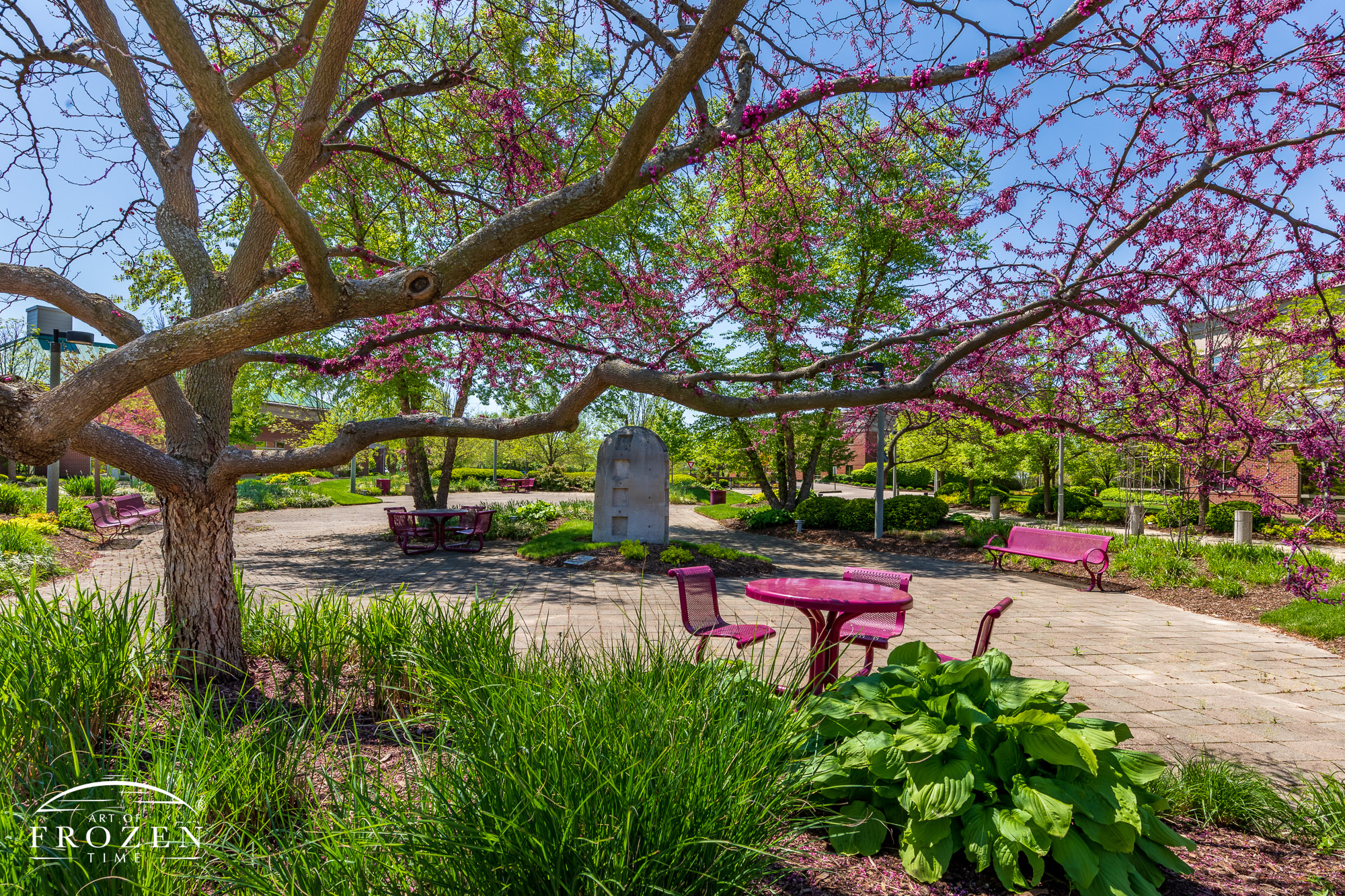 A small garden whose patio chairs and benches match the color of the Eastern Red Bud blooms