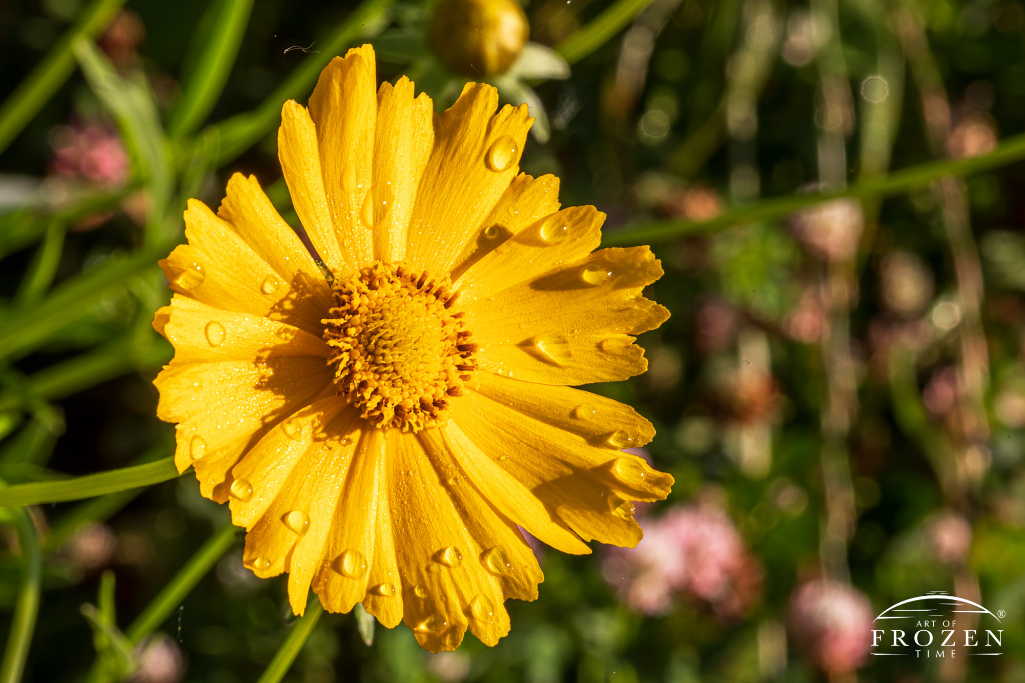 A close up of a Lance-leaf Coreopsis (Coreopsis lanceolata) drenched in morning dew as the bright sun illuminates it yellow petals