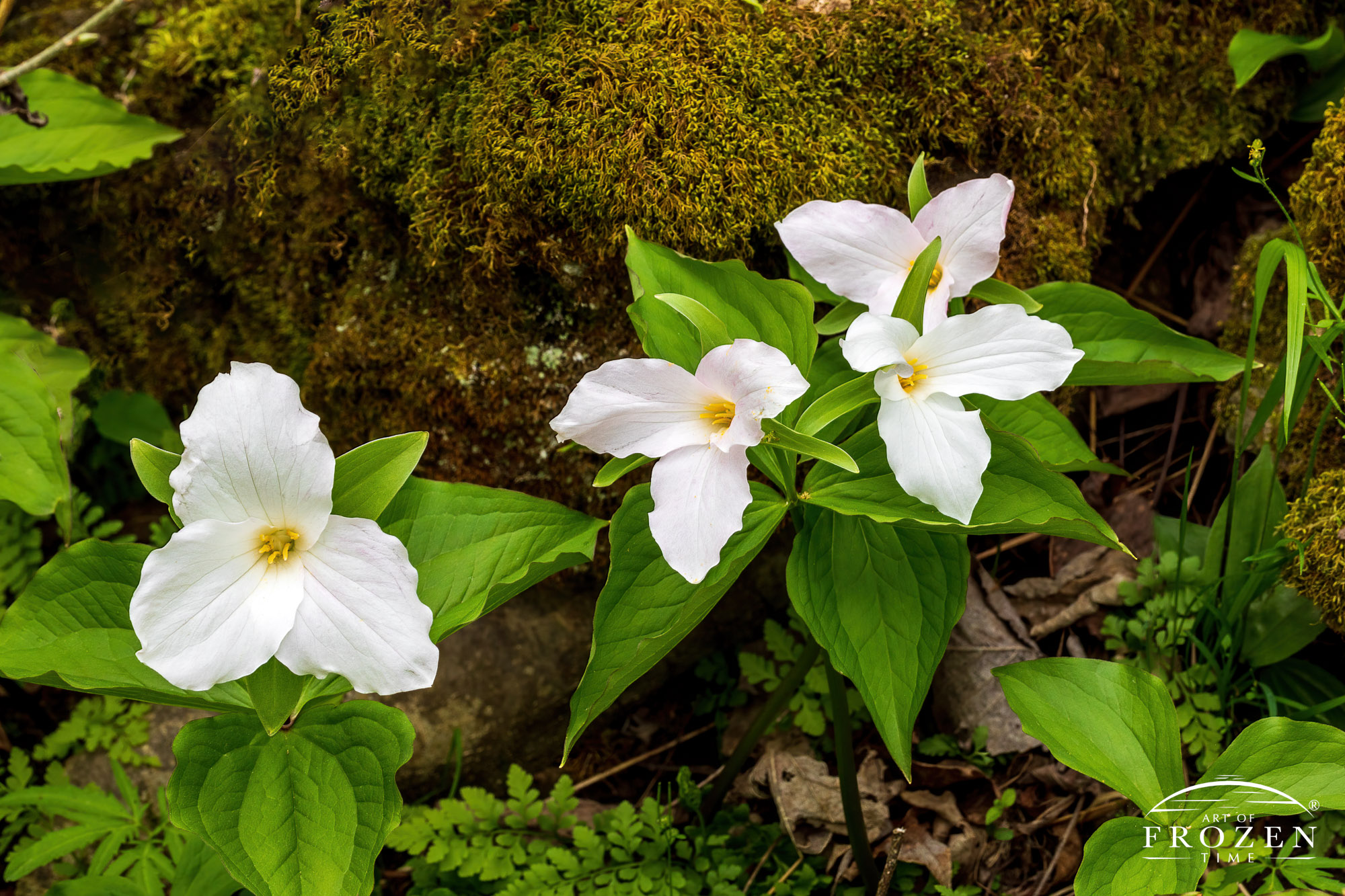 A small cluster of large-flowered Trillium in John Bryan State Park