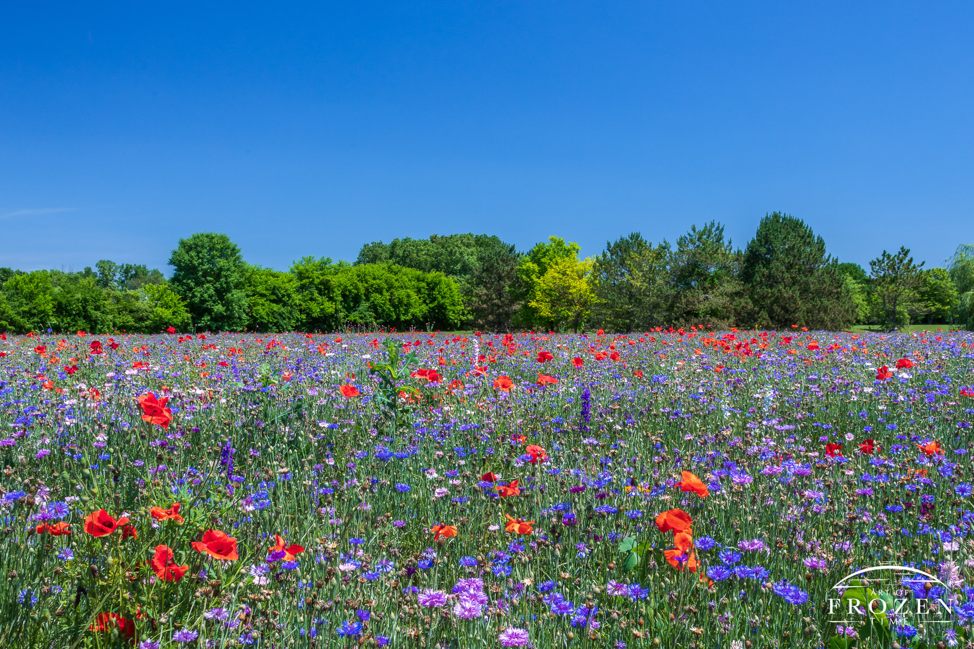 A field of red poppies and pink and purple flowers growing under the summer sun