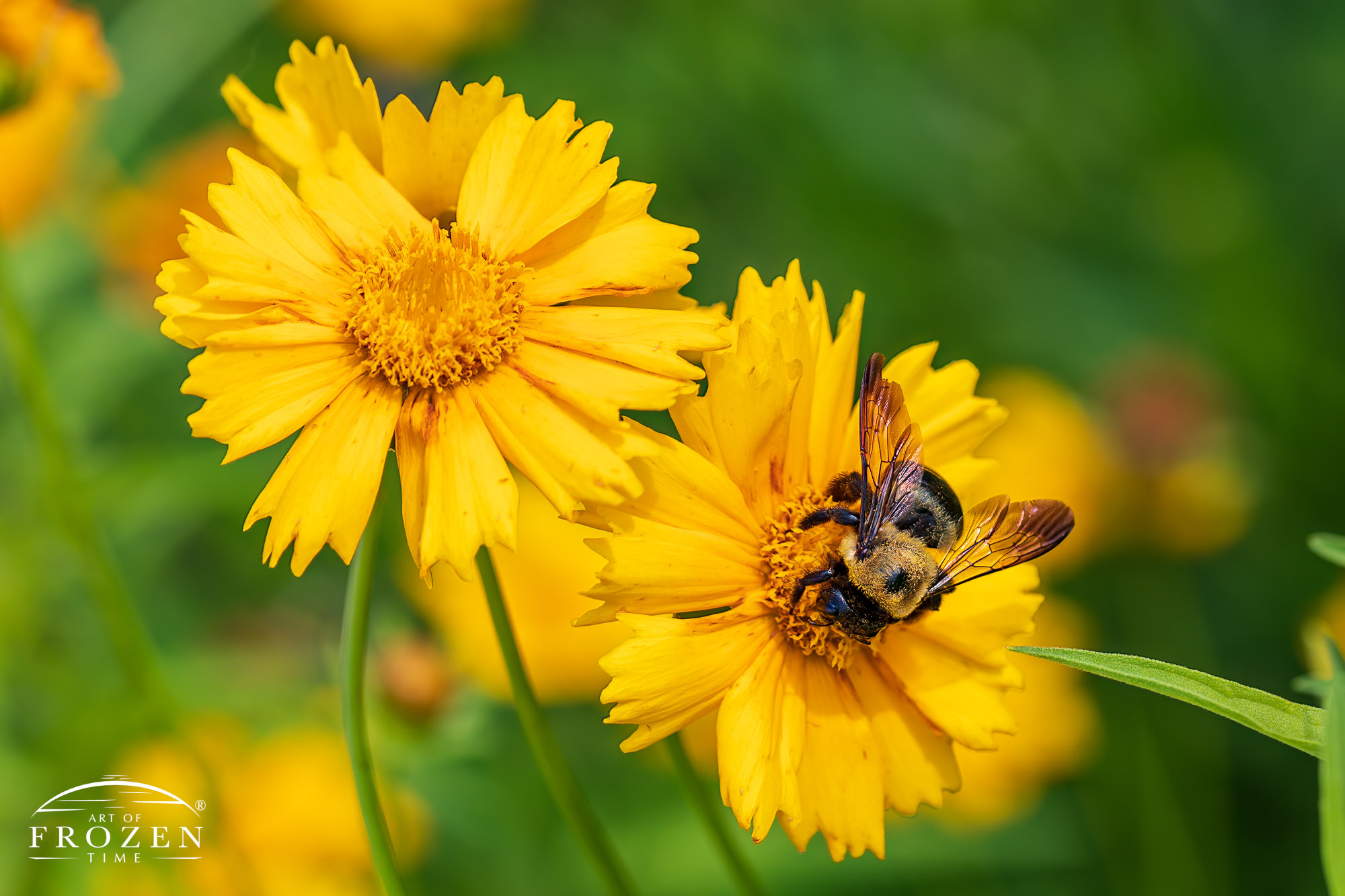A bee pollinating a bright yellow lance-leaf coreopsis where one sees fine hairs on its head and shiny abdomen reflects the sky.