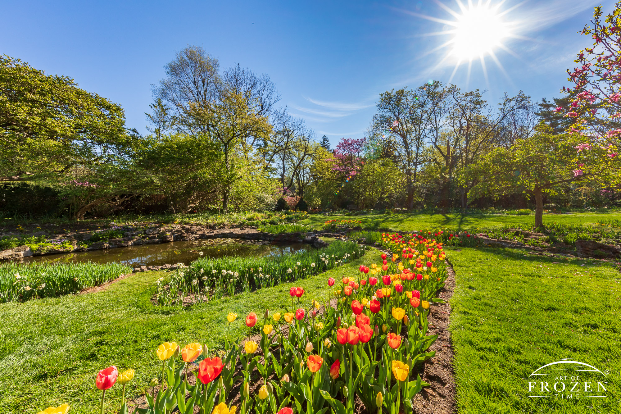 The Smith Gardens in Oakwood Ohio where a flower bed of red and yellow tulips stretch into the scene under blue skies.