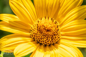 Intimate views of an Ox-eye Sunflower whose bright yellow petals surround a sunflower like center.