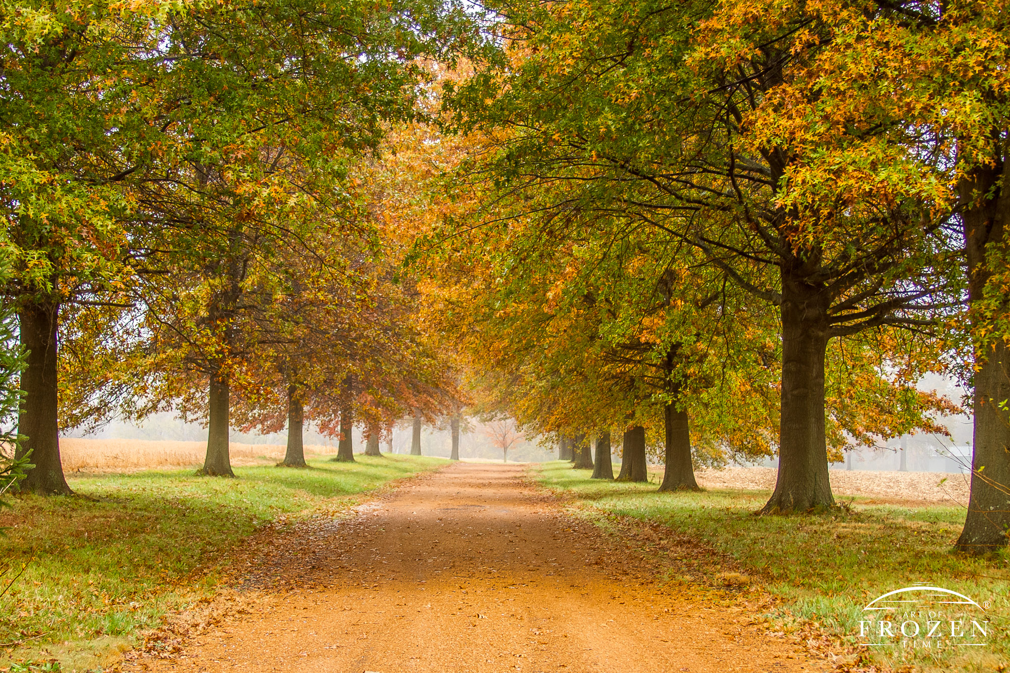 A gravel road leads the eye through this tree-lined pathway on a foggy autumn morning