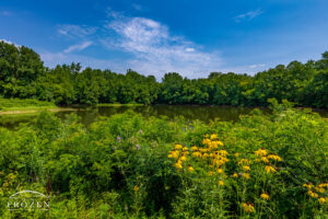 A patch of Gray-headed Coneflowers by a quite pond under gorgeous skies