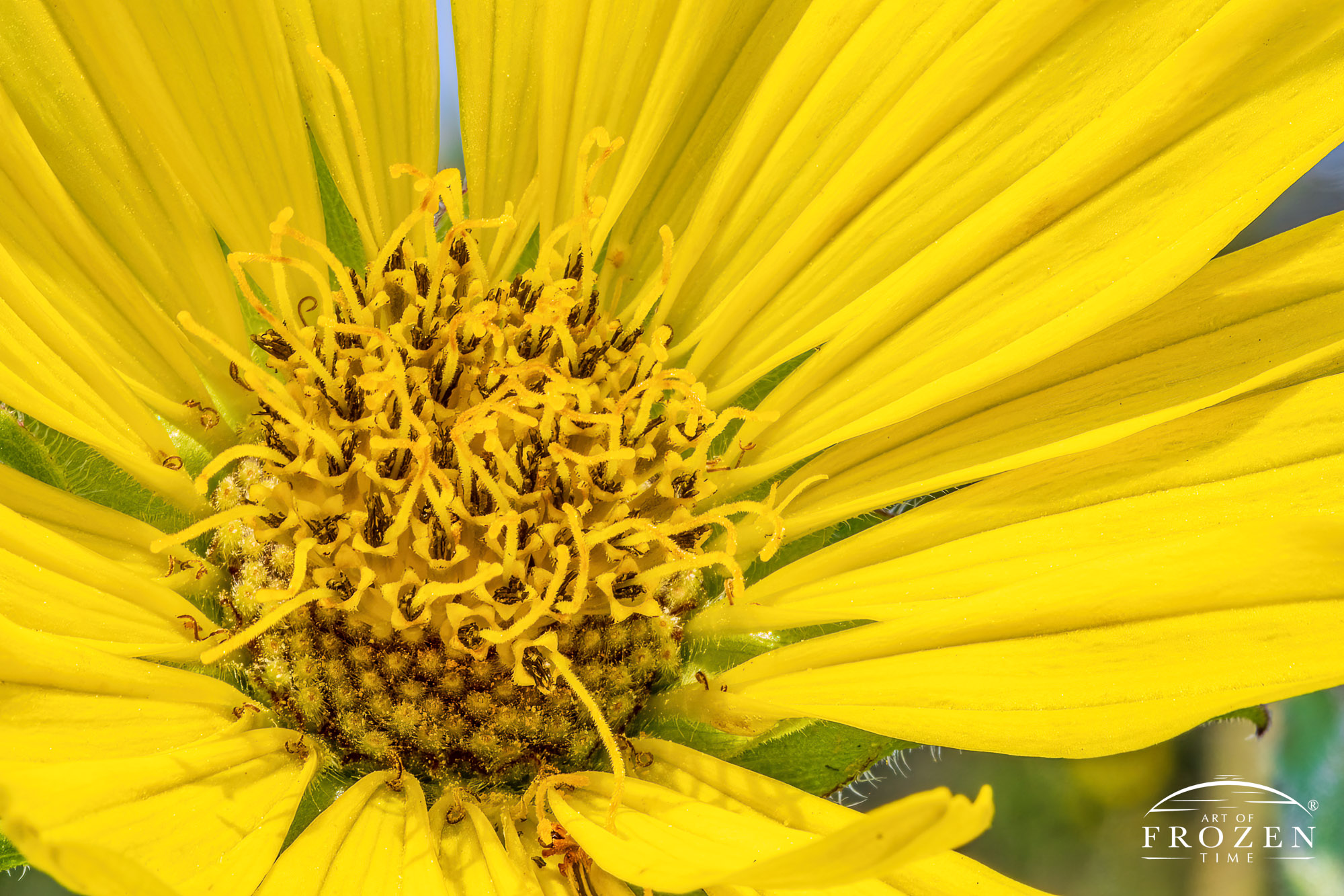 A macro view of the center of a Prairie Dock flower