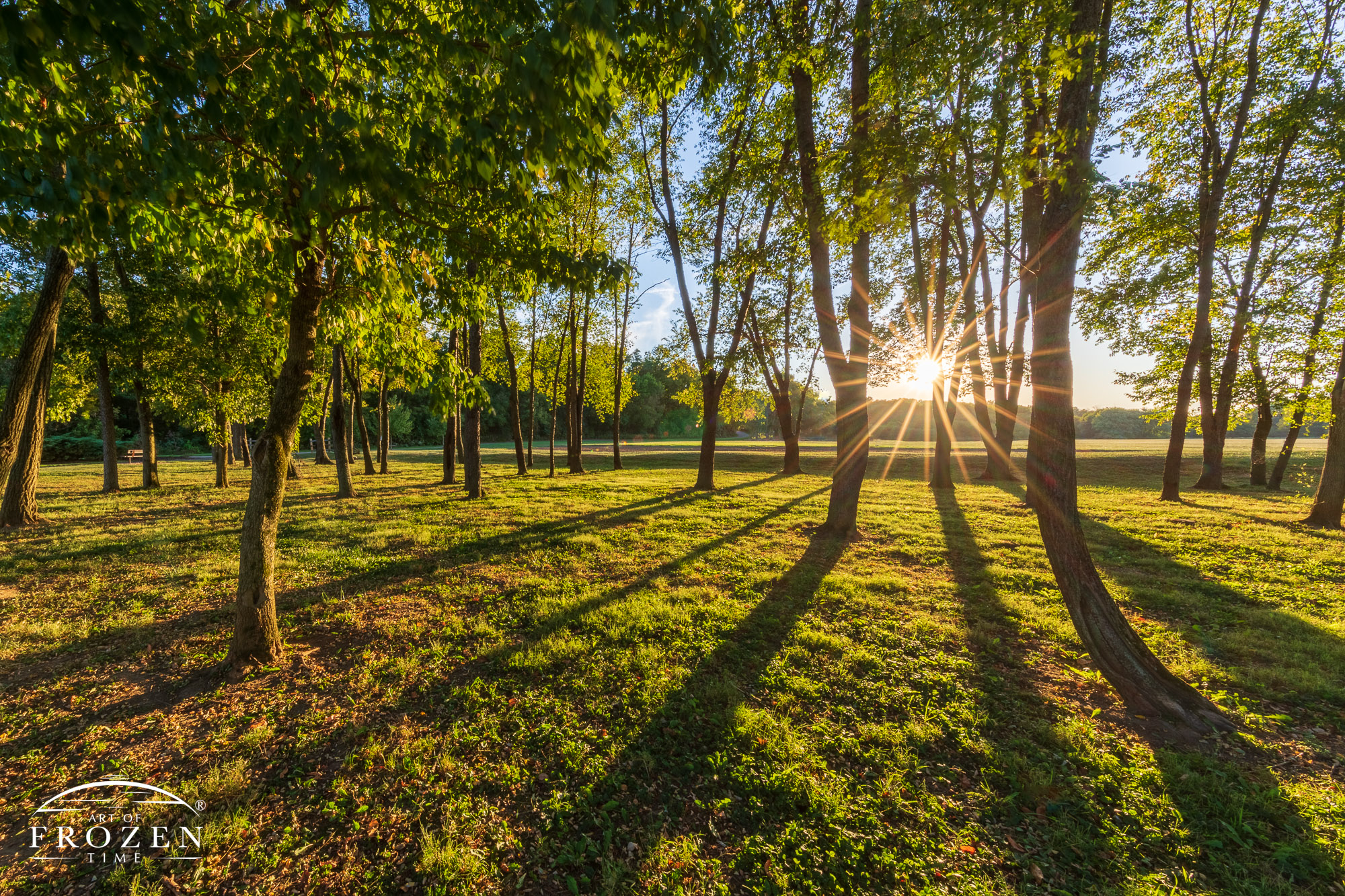The setting sun shines through a grove of 100 trees on a September evening creating a scene of long shadows and warmly backlit green leaves.