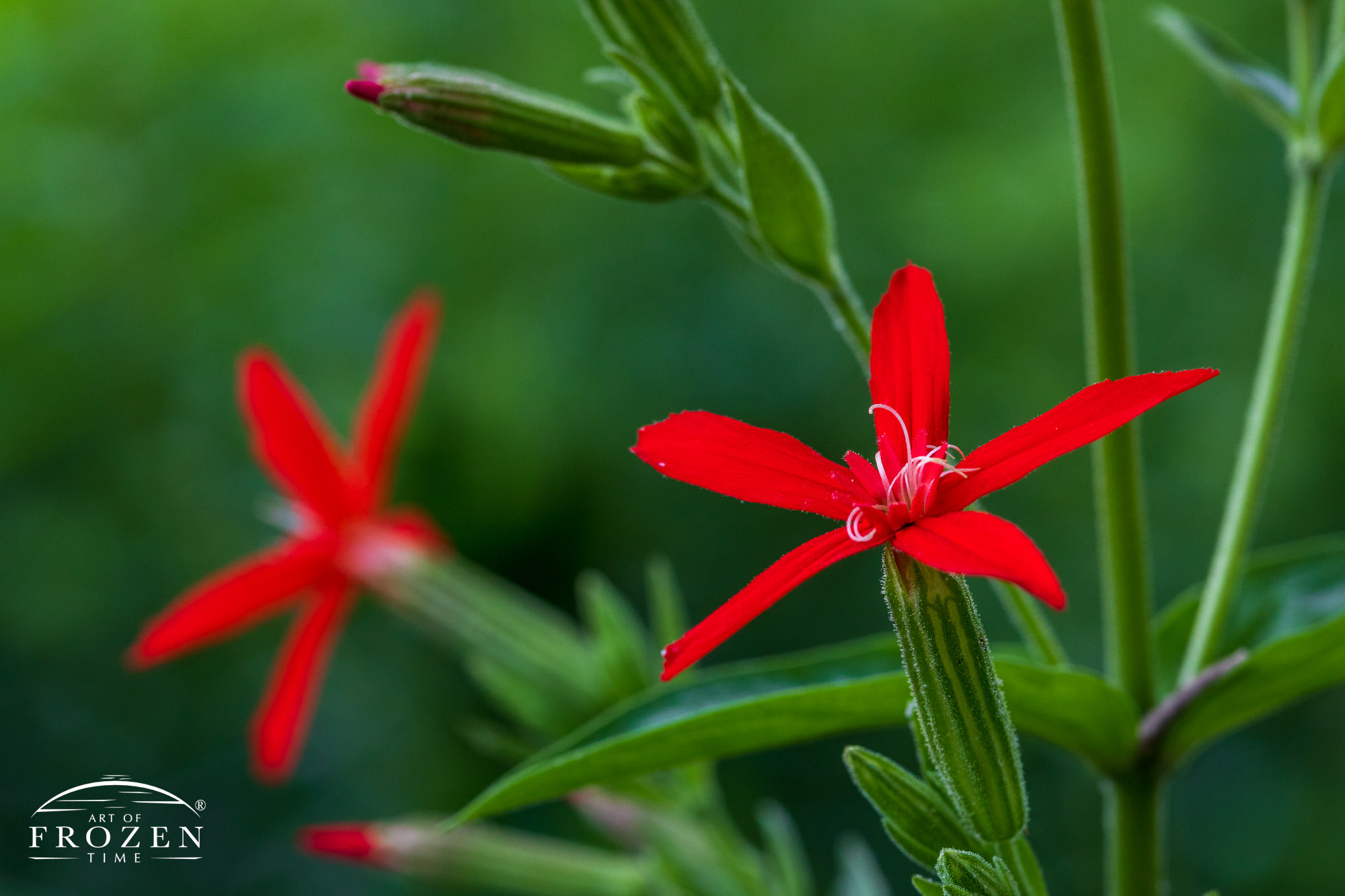 An endangered Royal Catchfly featuring 5 red petals and white sticky glands which trap insects.