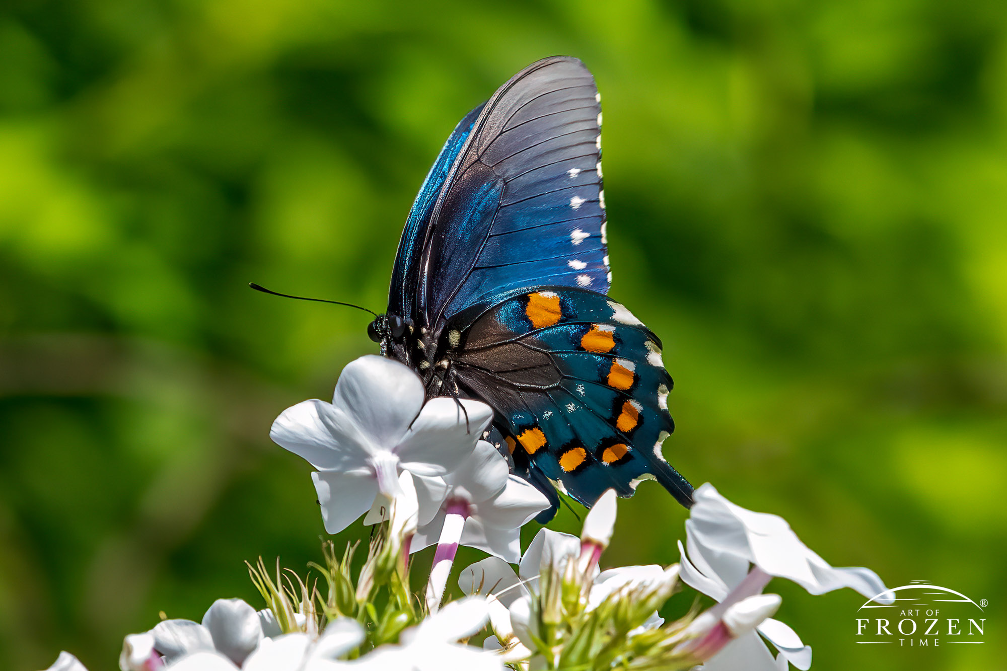 A Spicebush Swallowtail Butterfly briefly pollinating a white flower at Aullwood MetroPark