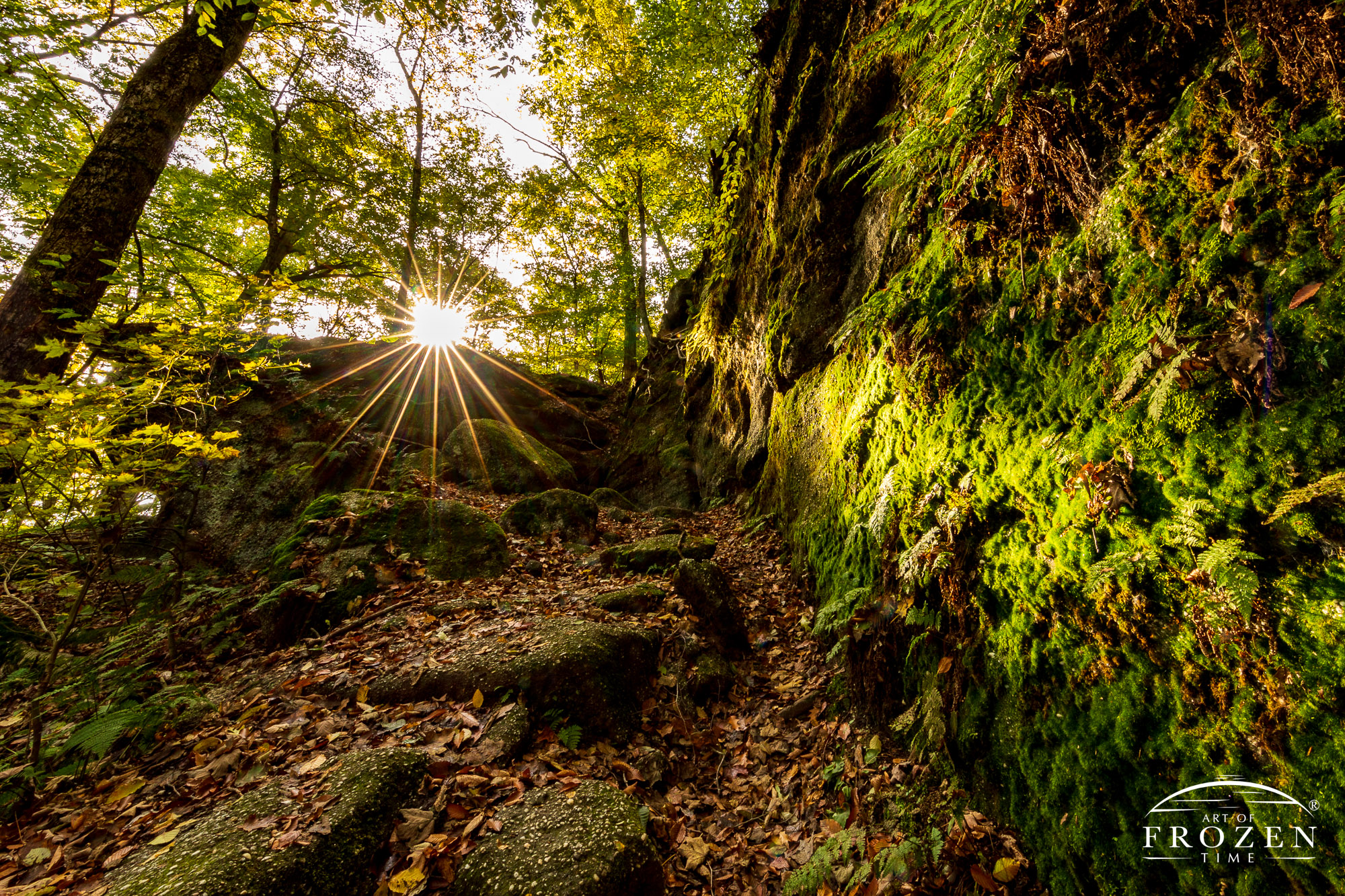 Peaceful Ohio woodland scene where moss-covered rock outcrops are painted in warm sunlight.
