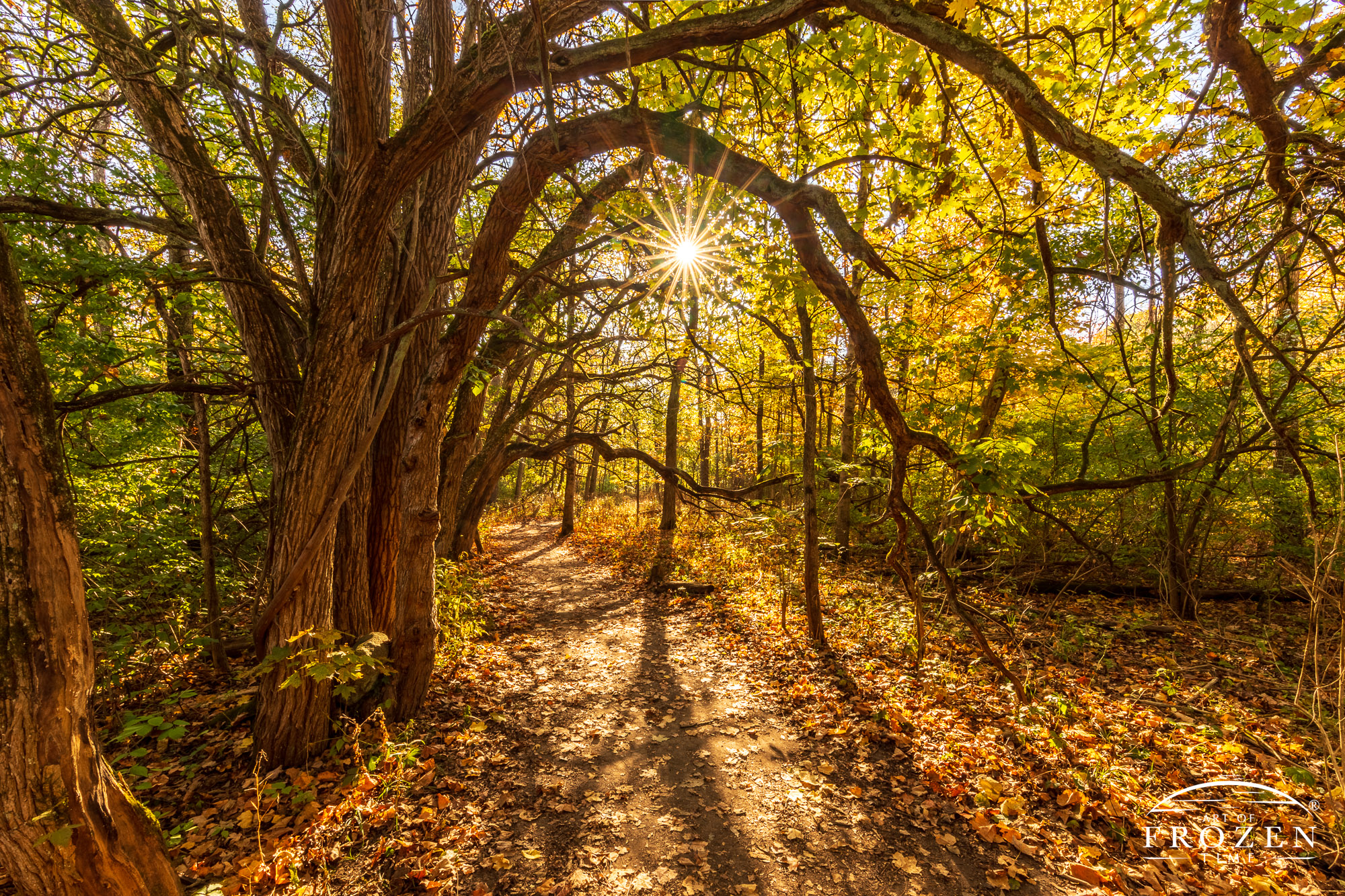 The arched limbs from this ancient row of Osage Orange trees form a delightful tunnel as the rising sunrise at the end of the path warmly backlights the yellowing autumn leaves.