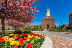 University of Dayton’s Immaculate Conception Chapel under blue skies.with red and yellow tulips standing under pink flowering trees