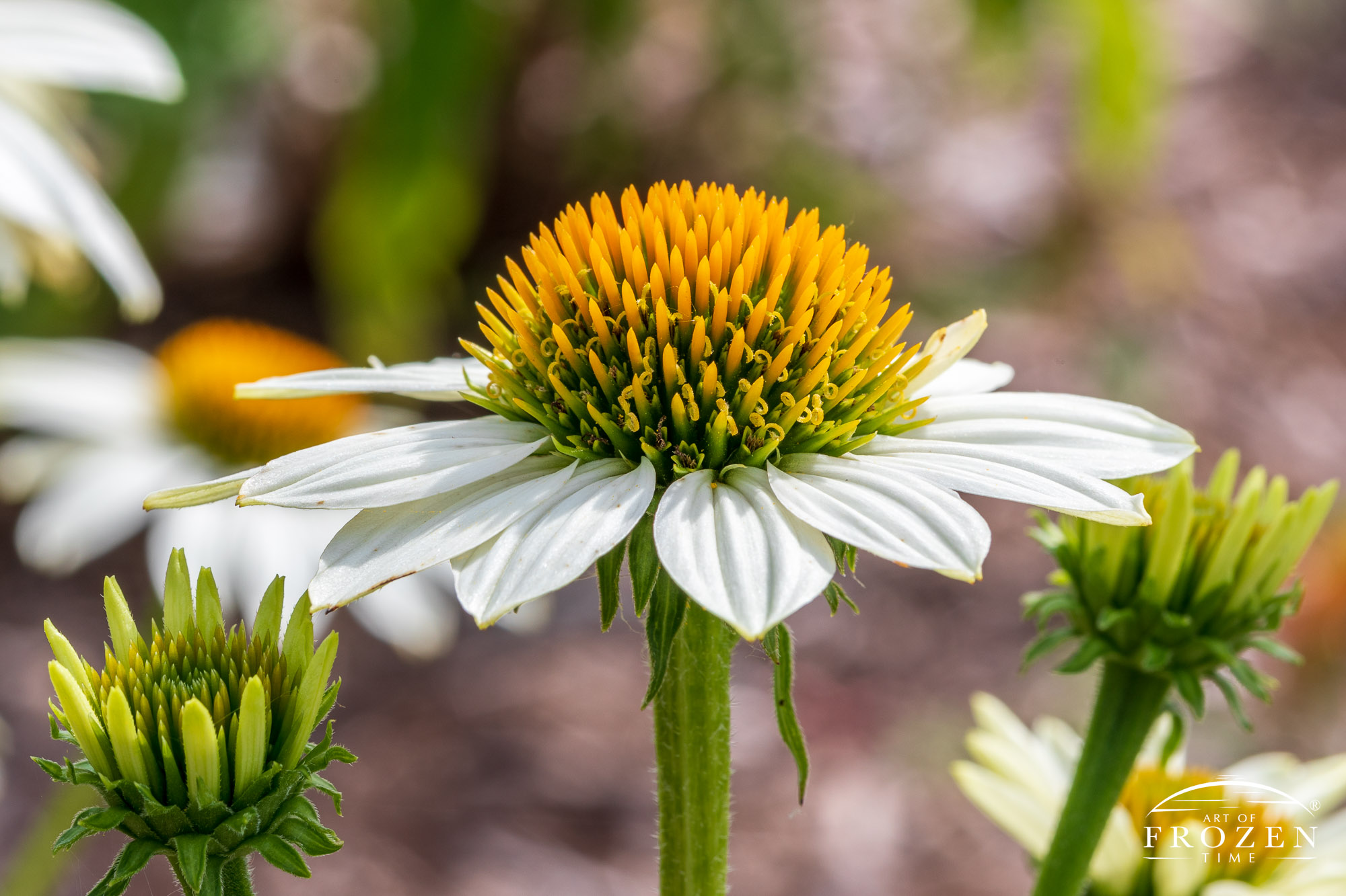 A close up of a white coneflower called White Swan where the petals are white and the seed head displays a yellow gold color.