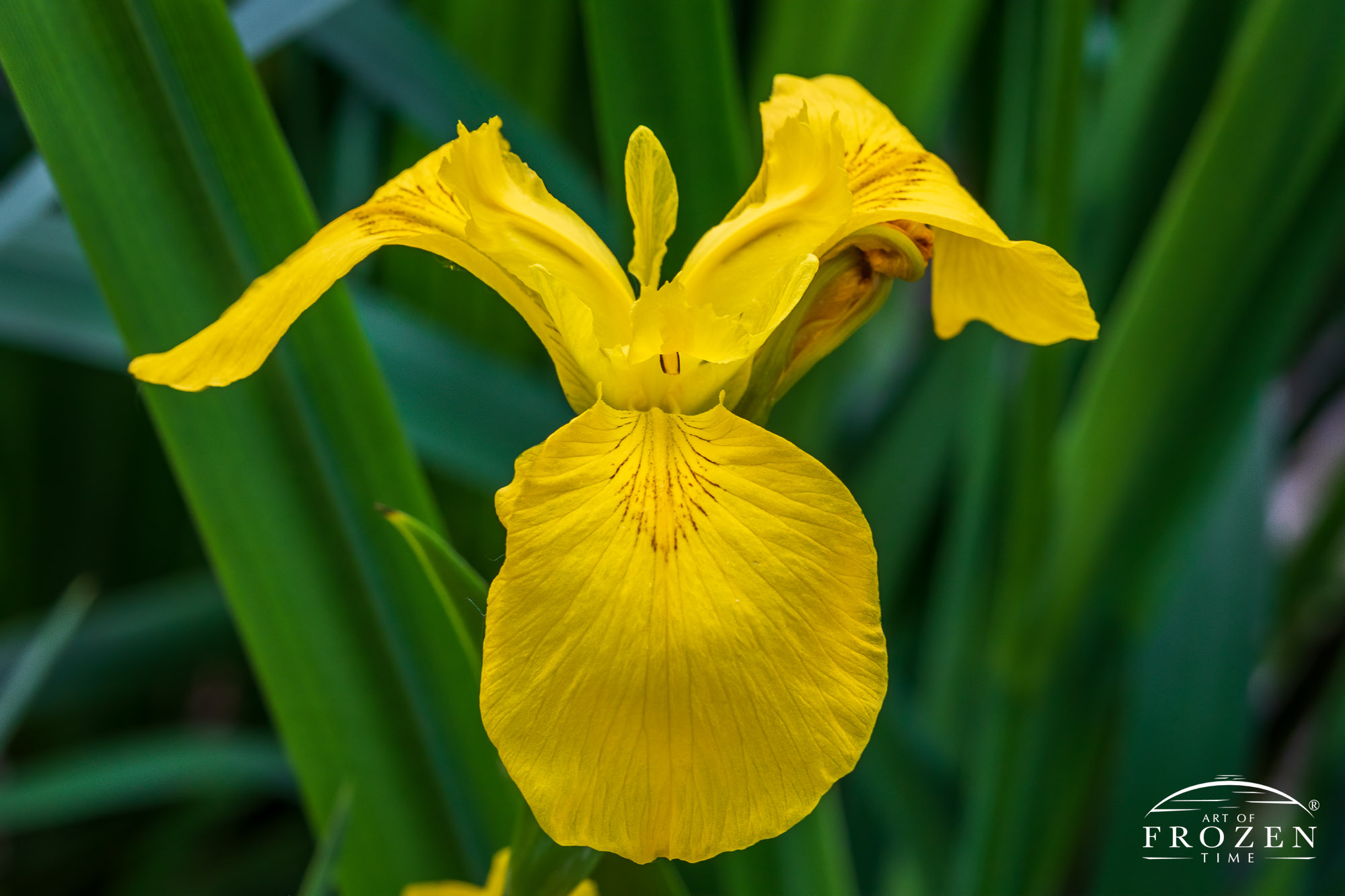 A close view of Yellow Flag Iris in a flower bed at Cox Arboretum MetroPark