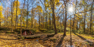 The famous Yellow Springs waterfall basks in autumn light under a falling canopy of bright yellow Sugar Maple leaves.