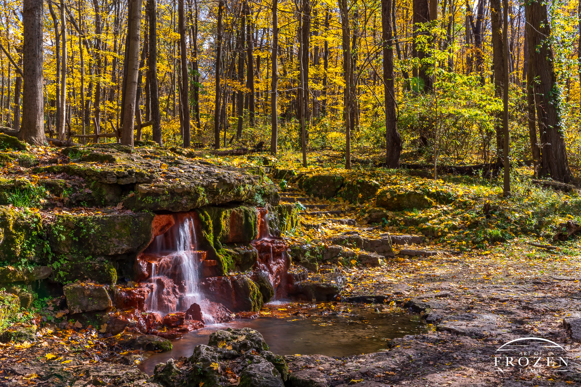 The famous Yellow Springs waterfall basks in autumn light under a falling canopy of bright yellow Sugar Maple leaves.
