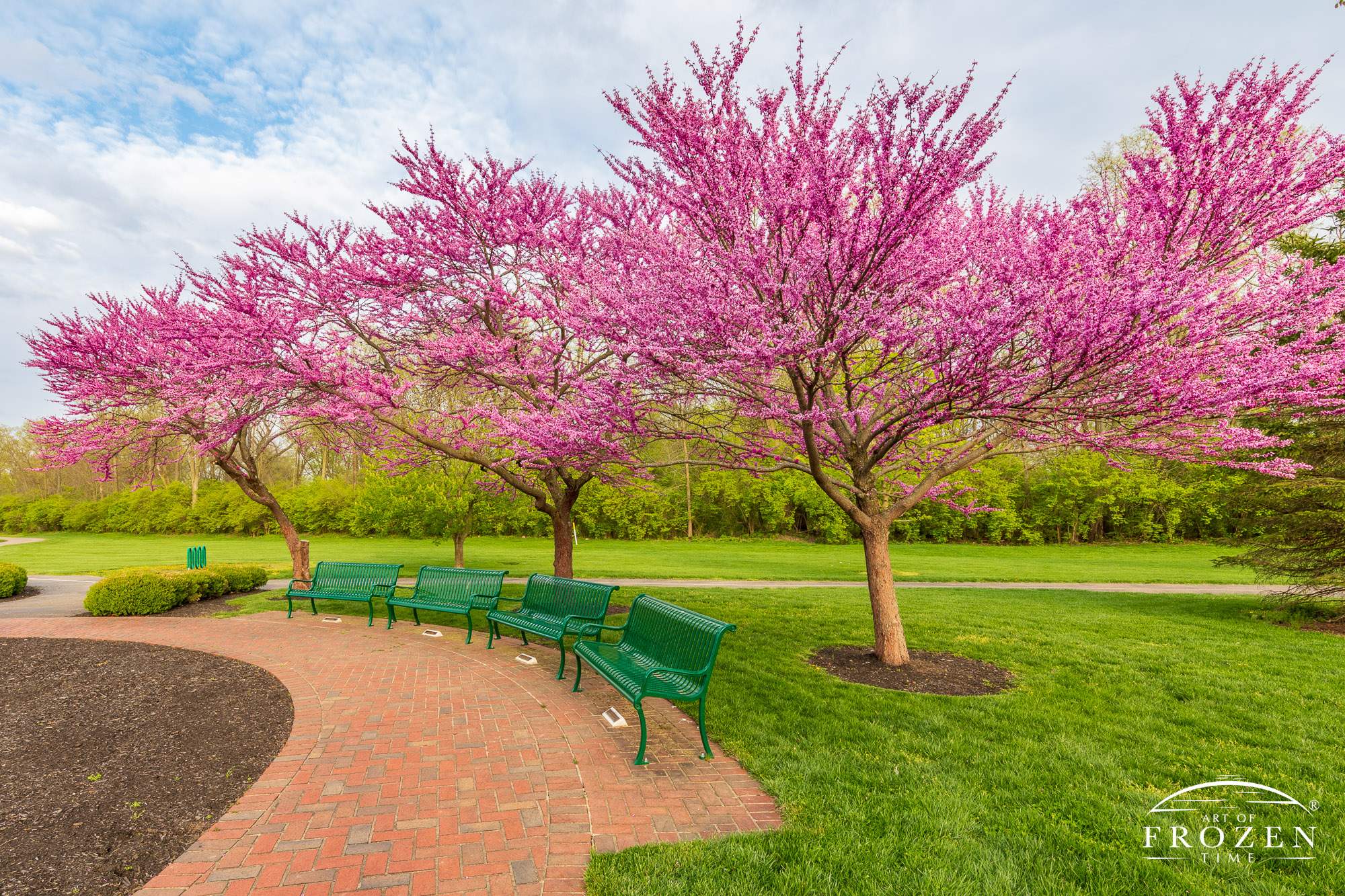 A grouping of three Eastern Red Bud tress showing their flowering pink blooms