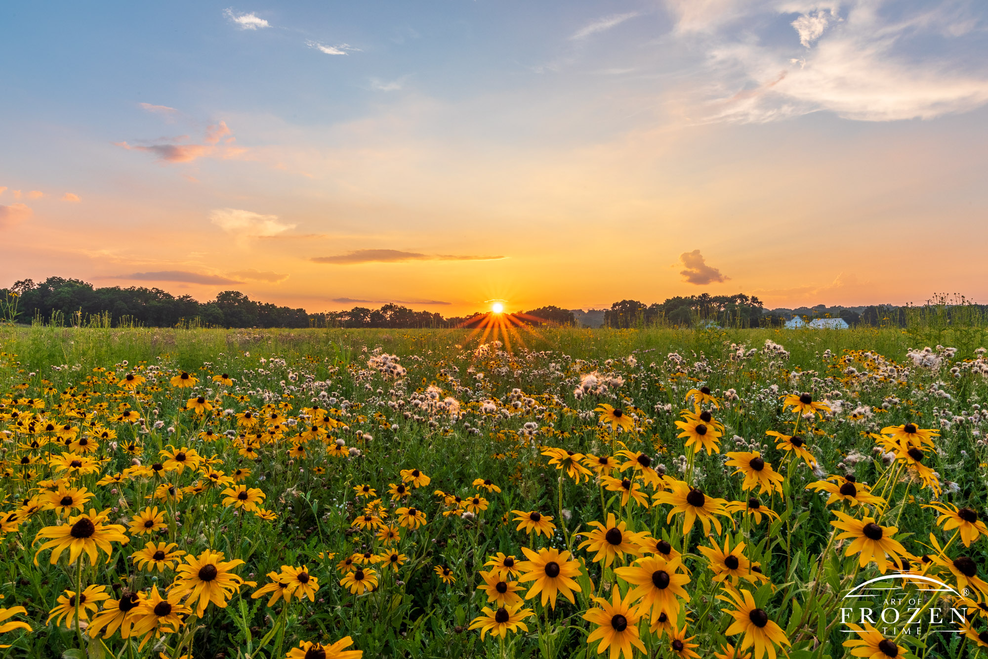 A prairie of Black-eyed Susans at sunset where the flower petals mimic the rays from the sun.