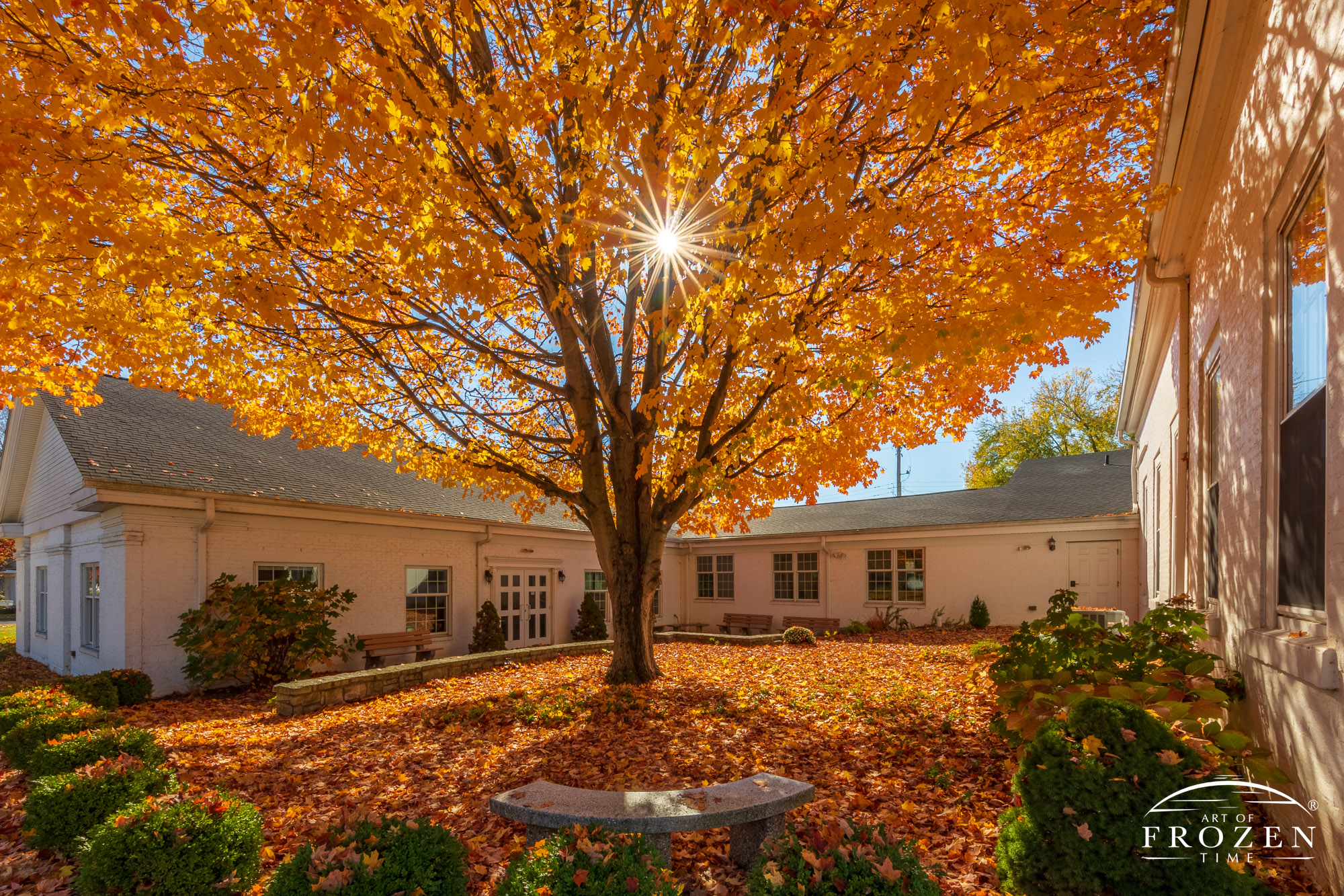 A sunny fall day in Bellbrook Ohio where the sun backlights the golden leaves of its courtyard maple tree