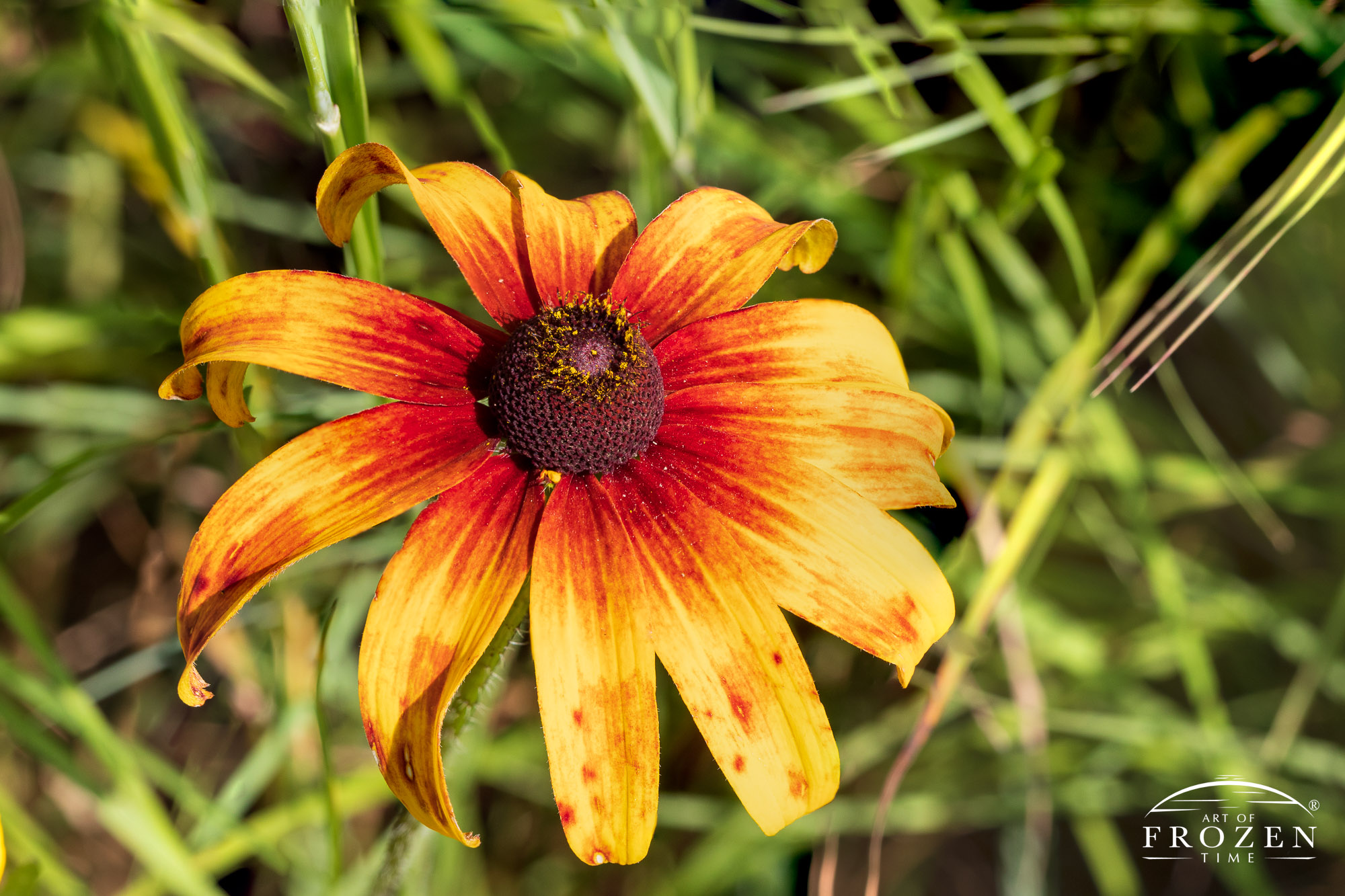 A colorful Black-eyed Susan Cappuccino near Bellbrook Ohio which displays yellow leaves which turn shades of orange and red towards the flower center