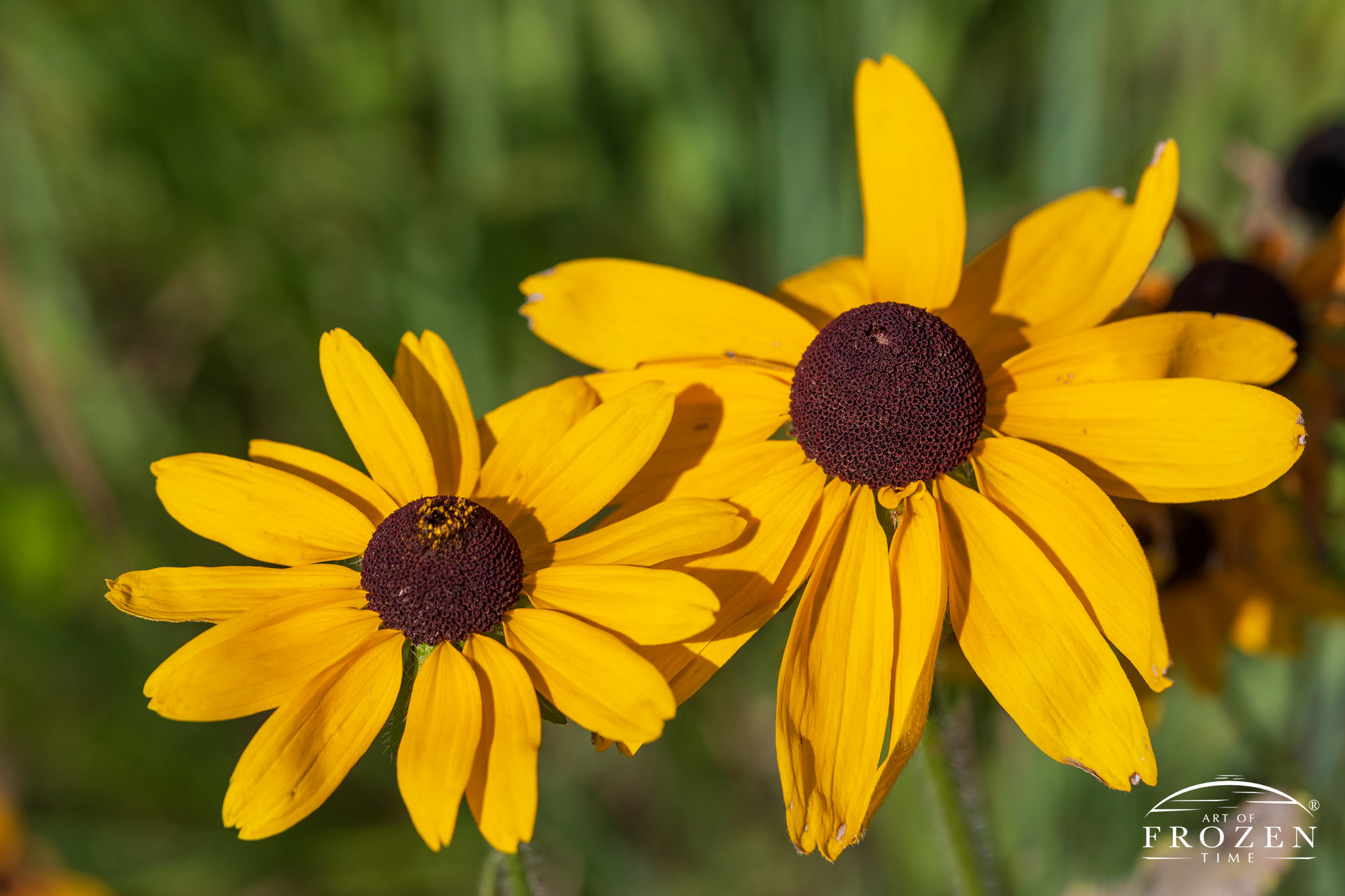 A close view of a Black-eyed Susan patch featuring its bright yellow petals and dark sunflower-like centers.