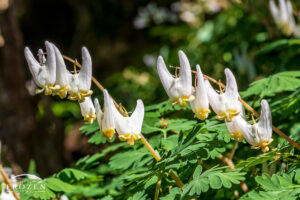 A close up view of the heart-shaped flowers of Dutchman’s-breeches