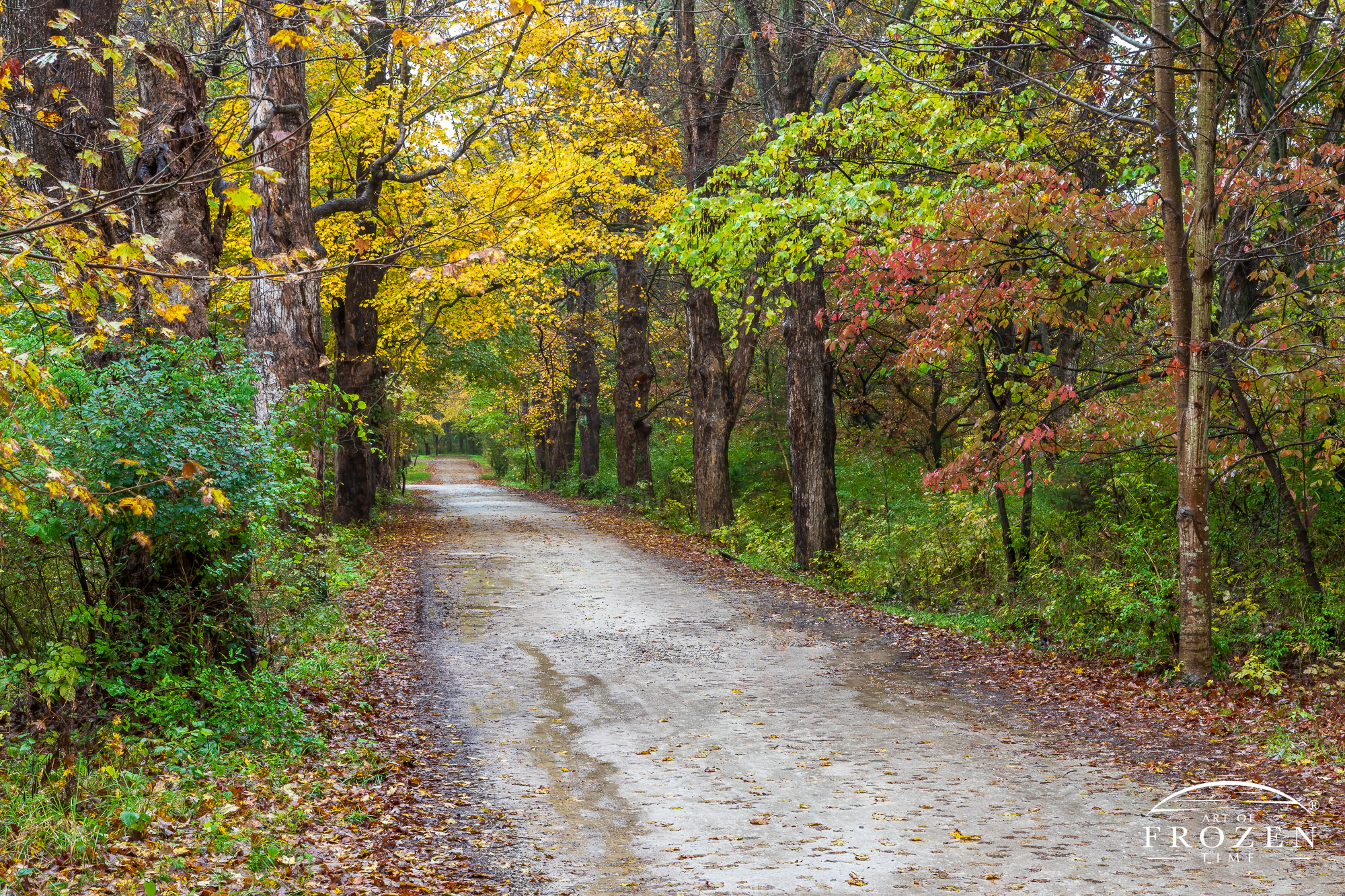 A view down a gravel road during a rainy fall evening with yellow sugar maple trees added their own colorful accents
