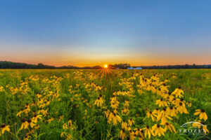 Morris Reserve near Bellbrook Ohio enjoys a super bloom of greyhead coneflowers during this summer sunset