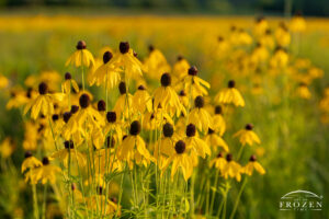 Morris Reserve near Bellbrook Ohio enjoys a super bloom of greyhead coneflowers during this summer sunset