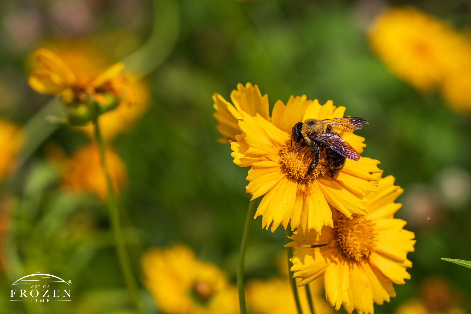 A bee pollinating a bright yellow lance-leaf coreopsis where one sees fine hairs on its head and shiny abdomen reflects the sky.