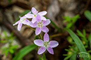 A dainty Ohio wildflower near Bellbrook Ohio whose five white petals display pink stripes giving it the name Easter Spring Beauty