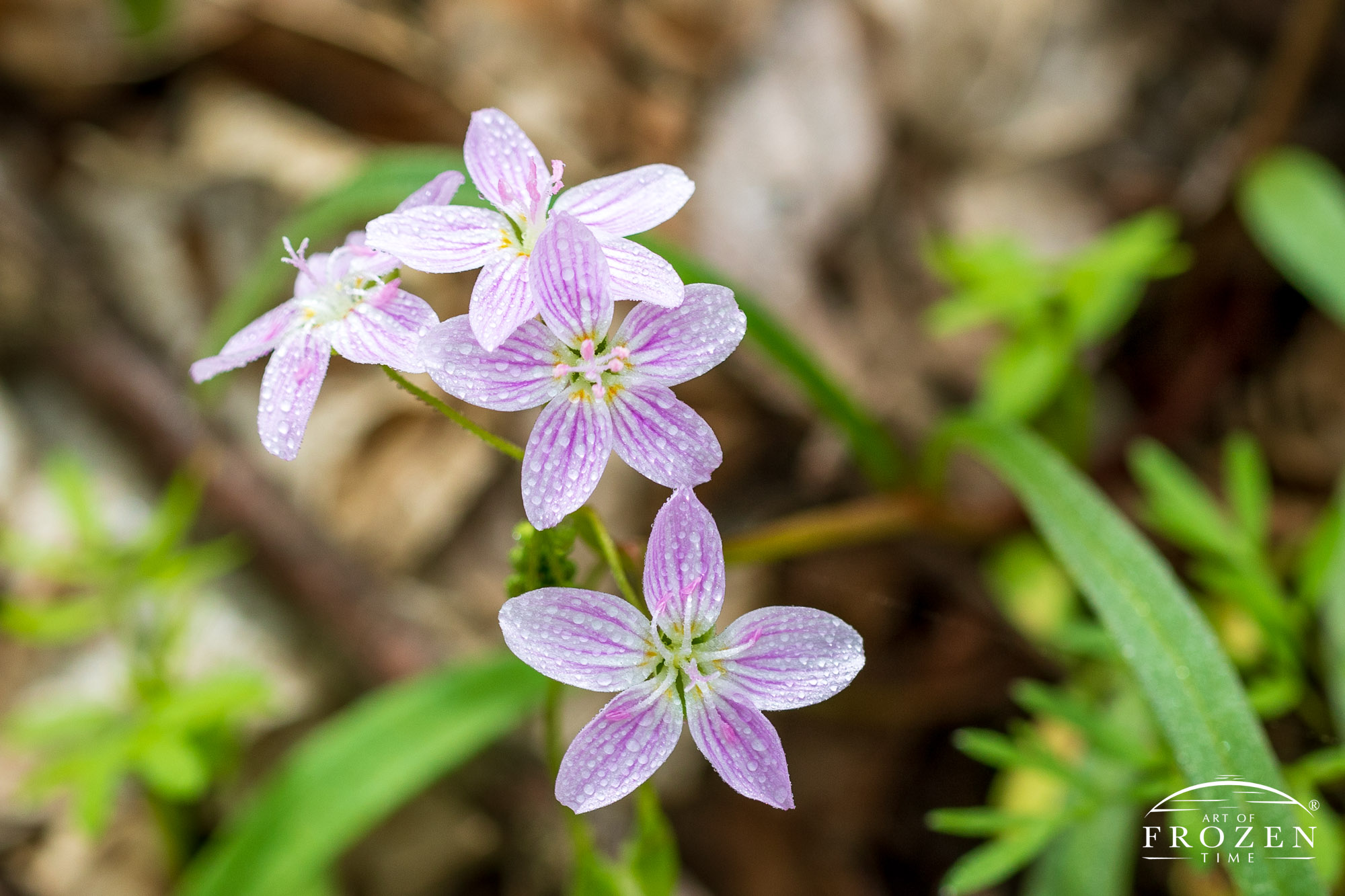 A dainty Ohio wildflower near Bellbrook Ohio whose five white petals display pink stripes giving it the name Easter Spring Beauty