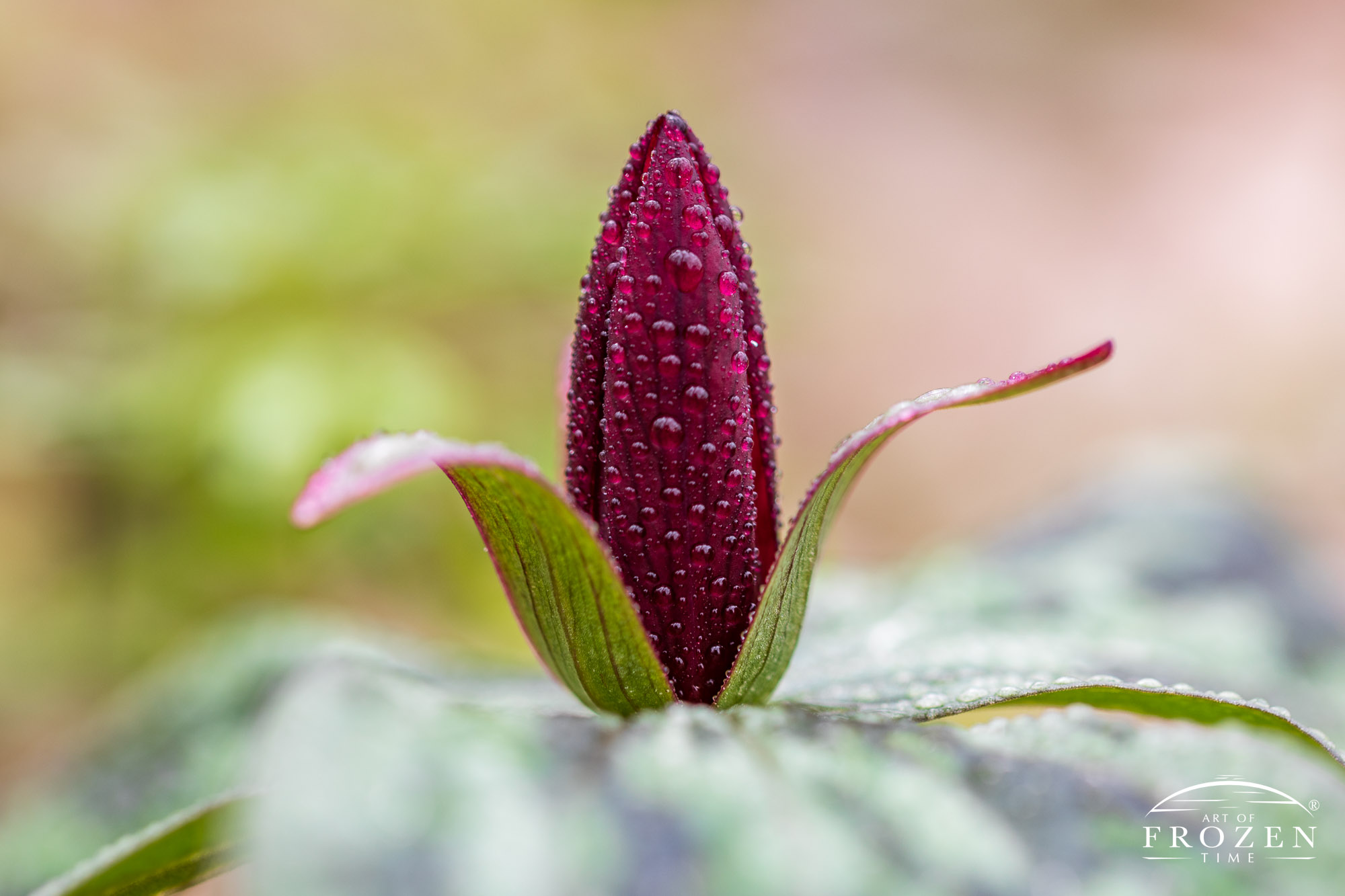 A close up view of the Trillium sessile which tightly focuses on the central dark red bloom