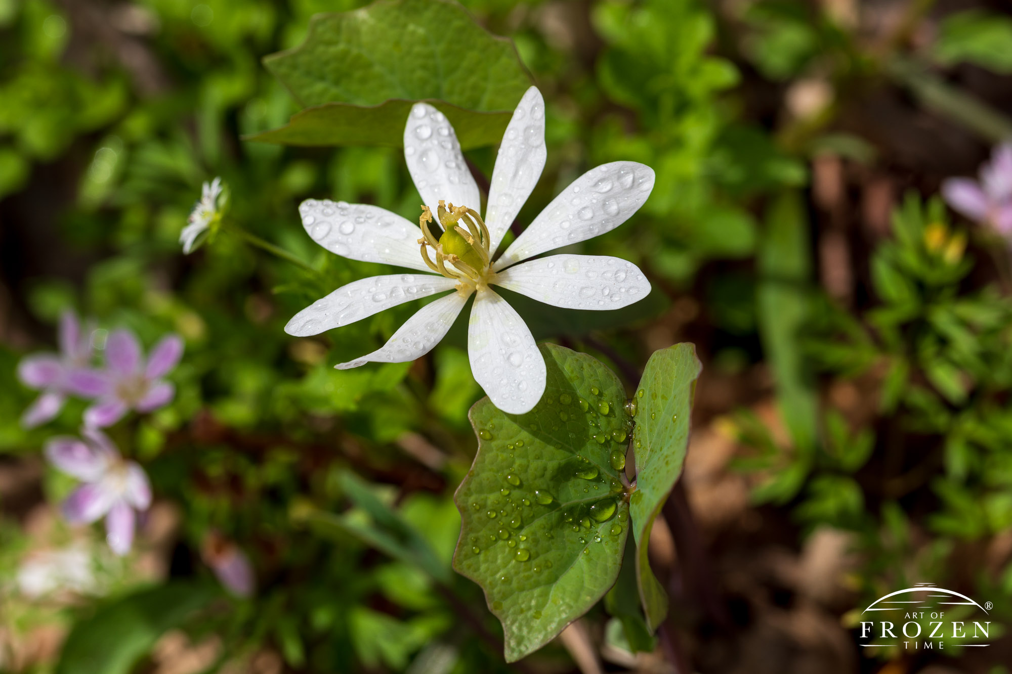 The Twinleaf is a frail perineal wildflower with eight white leaves and whose leaves take on the signature form of angel wings. This image shows the entire Twinleaf in full bloom which only occurs three days a year.