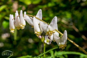 A heart-shaped flower (Dutchman’s breeches) with ants participating in the seed germination process