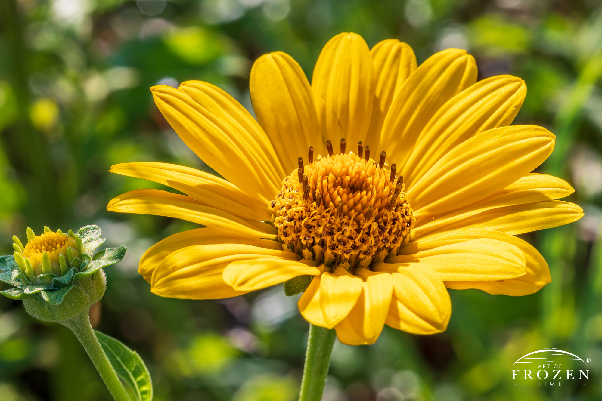 Intimate views of an Ox-eye Sunflower whose bright yellow petals surround a sunflower like center.