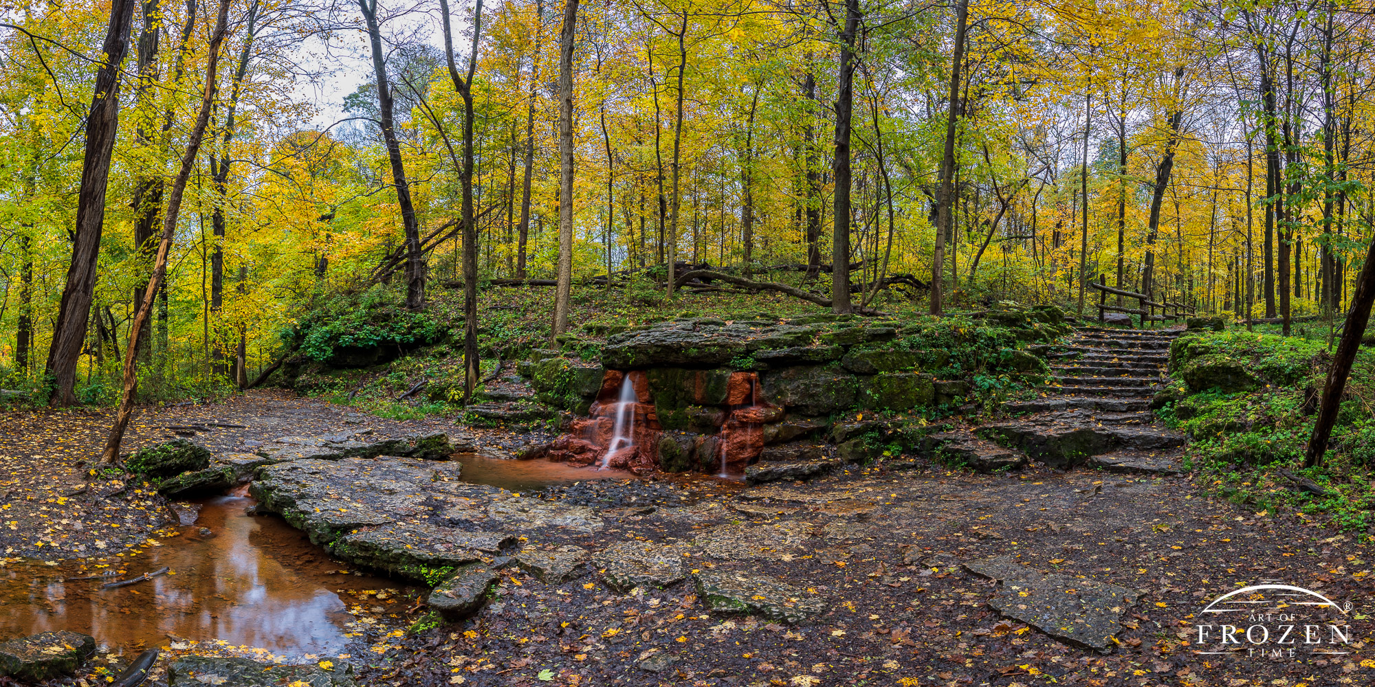 A panorama on a rainy fall day where the yellow sugar maple trees surround The Yellow Springs in Glen Helen Nature Preserve